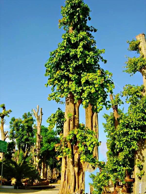 菩提树风景视频,菩提树唯美视频
