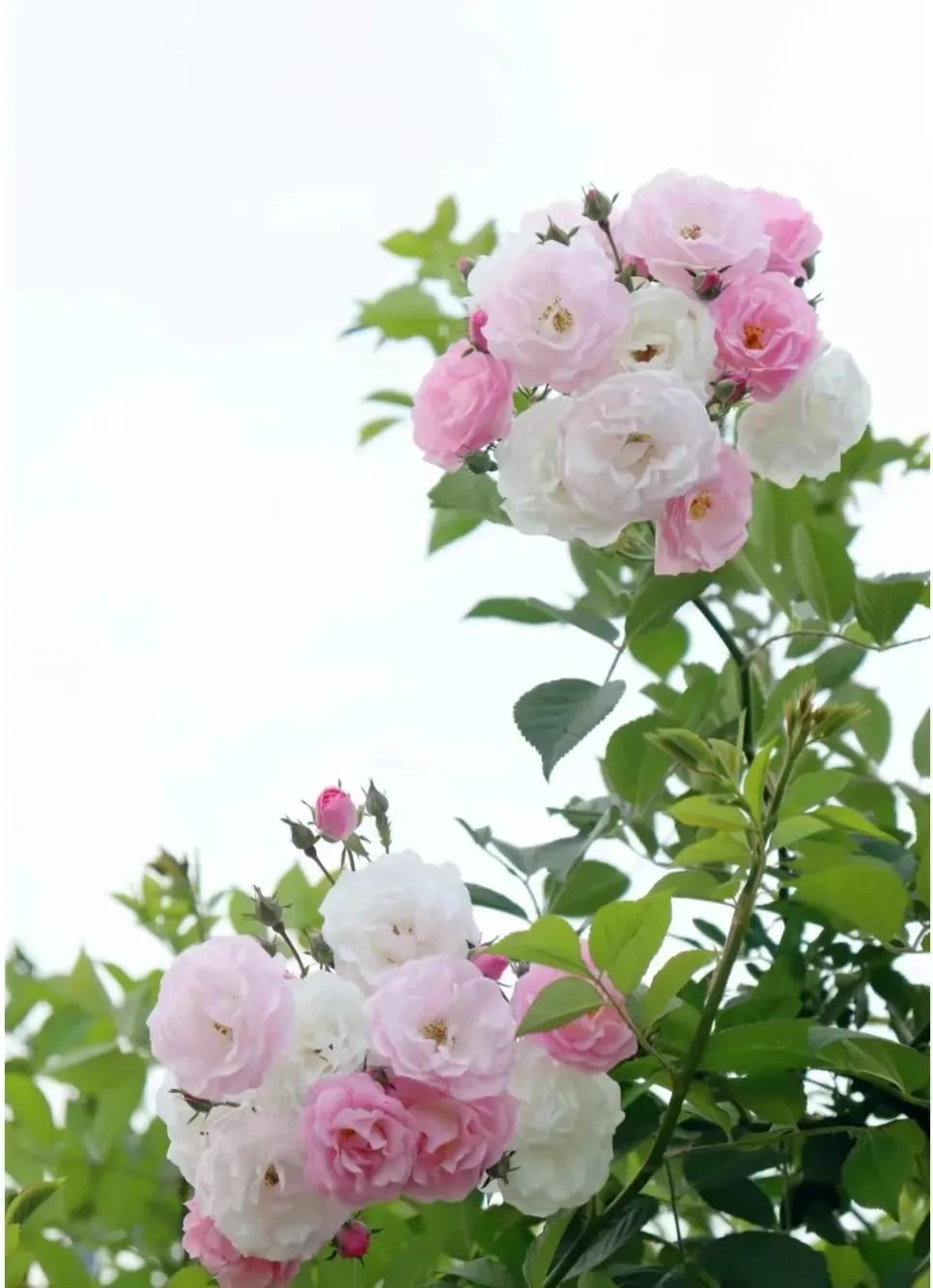 蔷薇月季玫瑰的区别,月季蔷薇玫瑰的区别