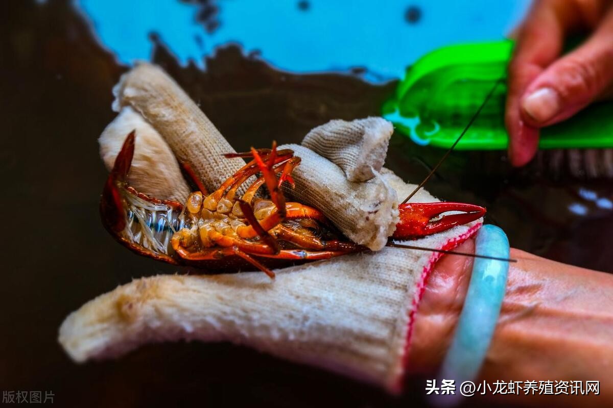 小龙虾养殖前景视频,小龙虾养殖前景预测