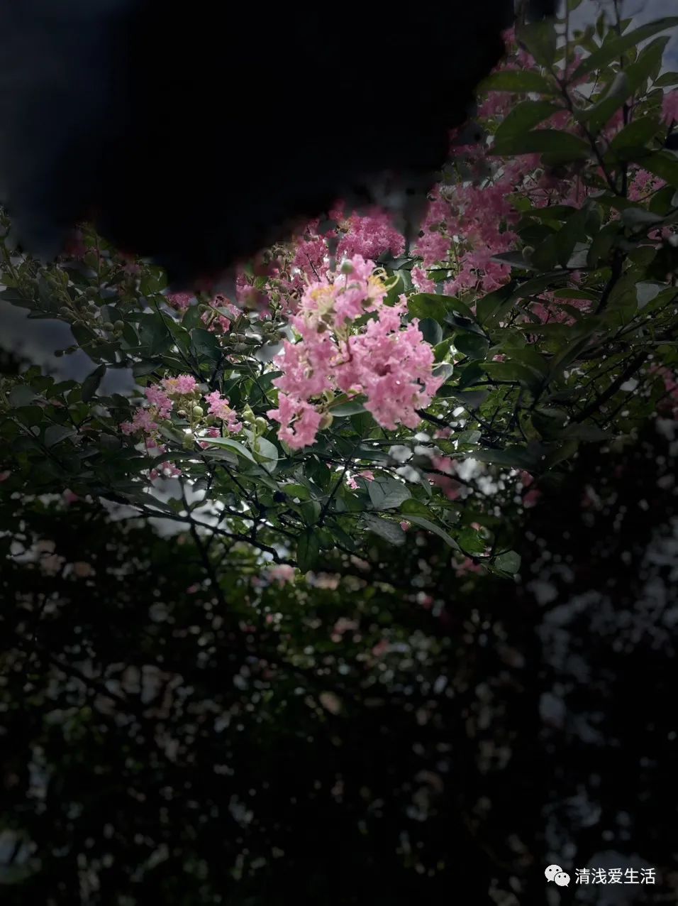 耐高温耐寒的一年四季开花的花卉,耐高温开花多的花卉