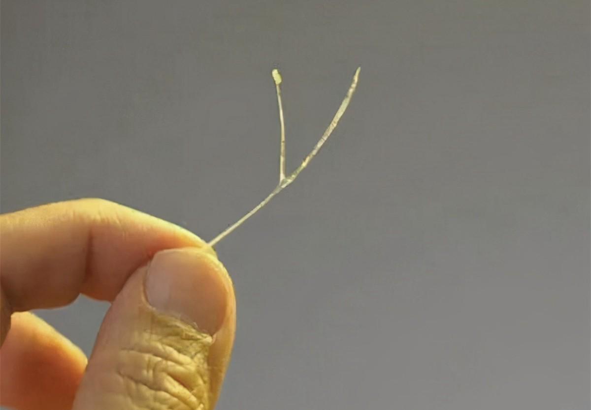 孩子被鱼刺卡喉图文,孩子被鱼刺卡喉正确做法应该怎样