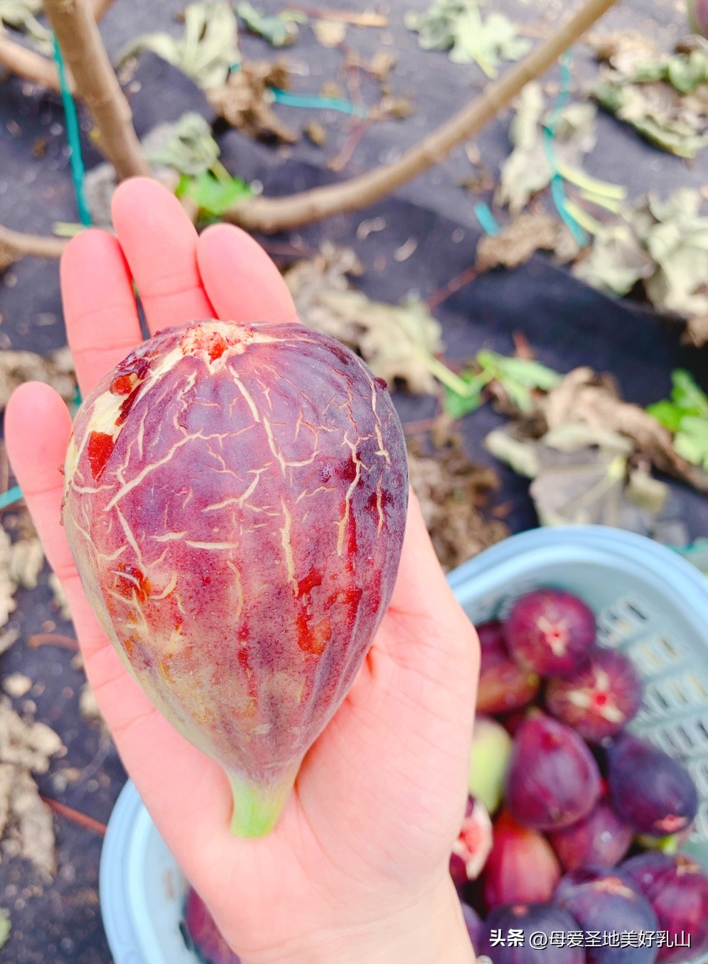 乳山一片海无花果,品味山海乳山