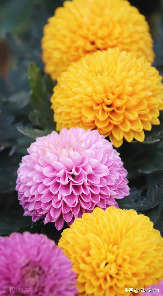 落英缤纷头条文章,落英缤纷芳草鲜美