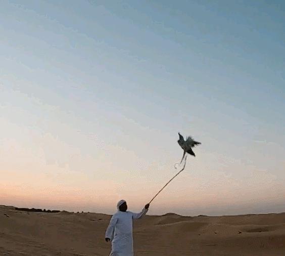 世界最奢侈的宠物狗,迪拜土豪的宠物鹰猎