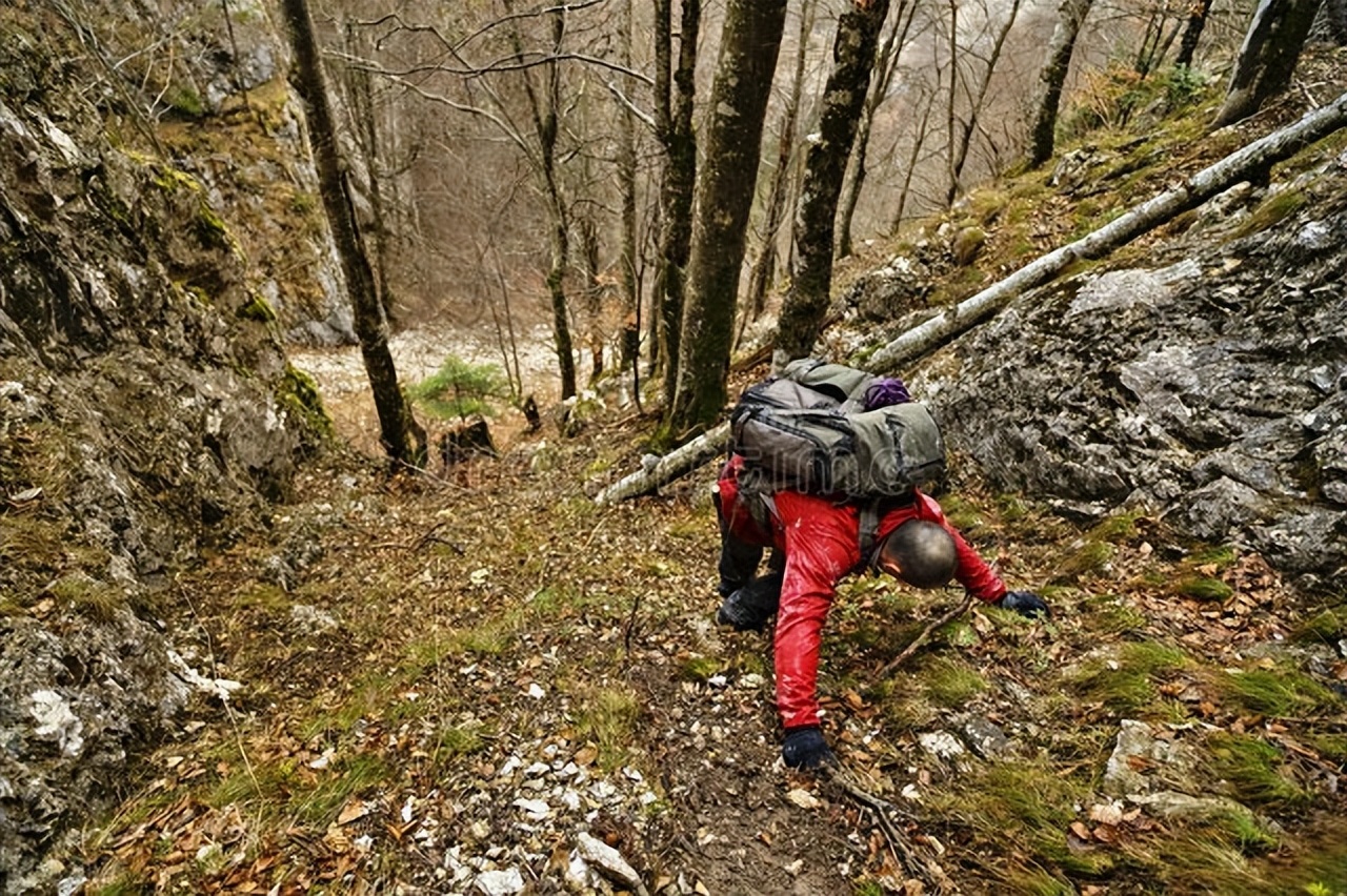 东北三宝人参鹿茸,人参貂皮鹿茸属于东北三宝吗