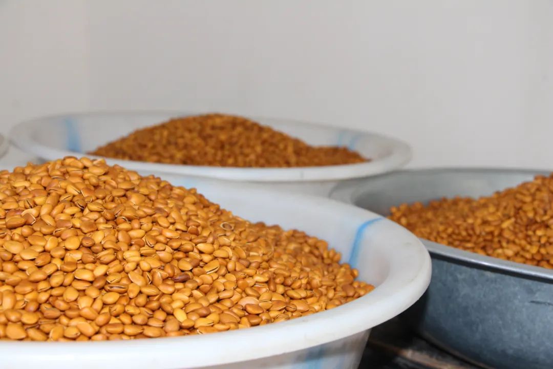 庆丰收·迎盛会|黄渚镇：小松子变身致富“金种子”