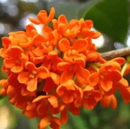 牙疼不是病的下半句,牙疼不是病段子