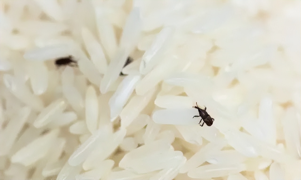 大米有虫子了怎么把它筛出来,大米中出现了小虫怎么办