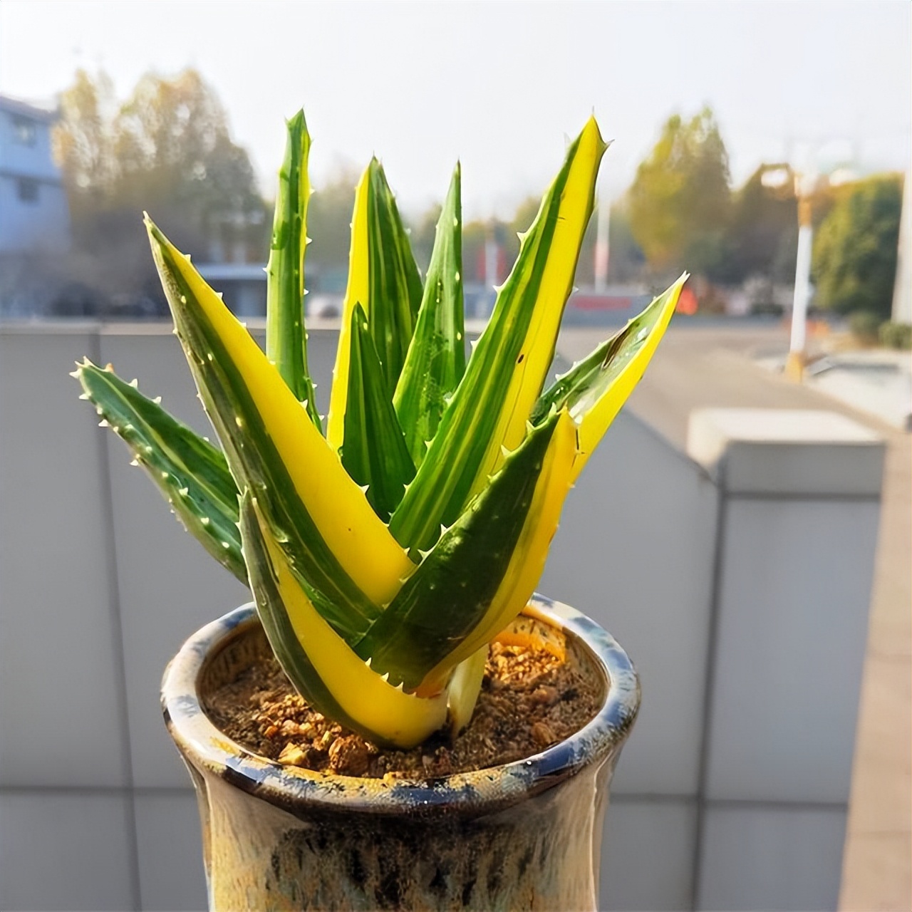 适合在北方养的吉利花,家中养的吉利花