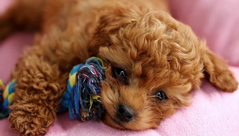 纯种泰迪和串串的区别,泰迪如何分辨纯种和串串