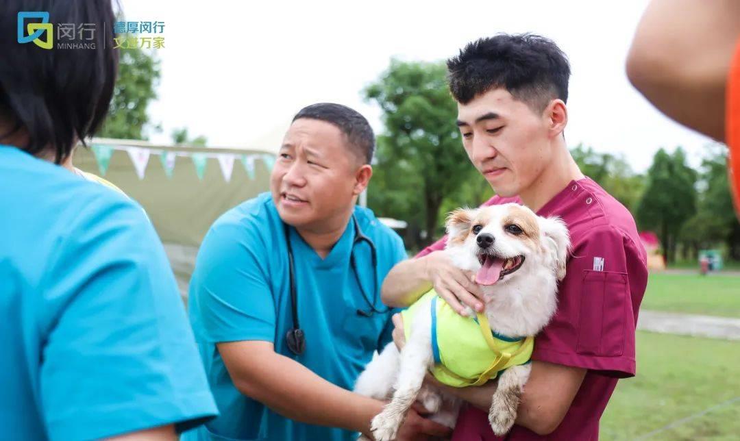 流浪猫数量过多的问题,控制流浪猫数量的方法