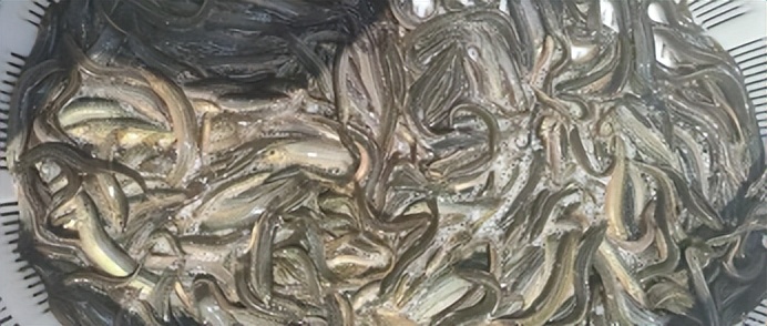 近3成苗企难以维持！规格越大越亏，2022如何让泥鳅赚钱？