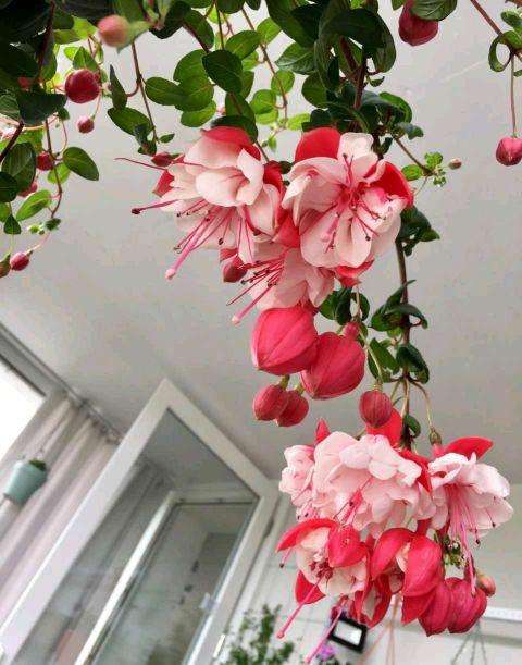 家里光照不足建议养这10种耐阴花,阴暗无光角落适合养什么花