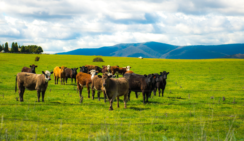 跨境电商澳大利亚怎样卖,澳大利亚跨境电商热销品类