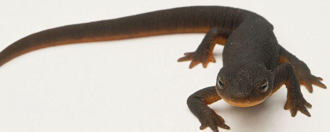 盘点十大难以杀死的动物,被砍了头的鸡还能活多久