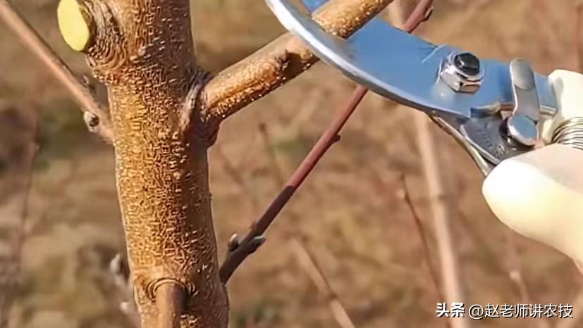 桃树修剪什么时候不留桩,桃树修剪不留桩能出来新芽吗