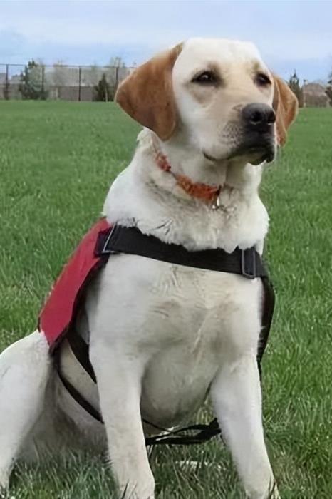 黑色拉布拉多和金毛哪个好养,农村养黑色拉布拉多