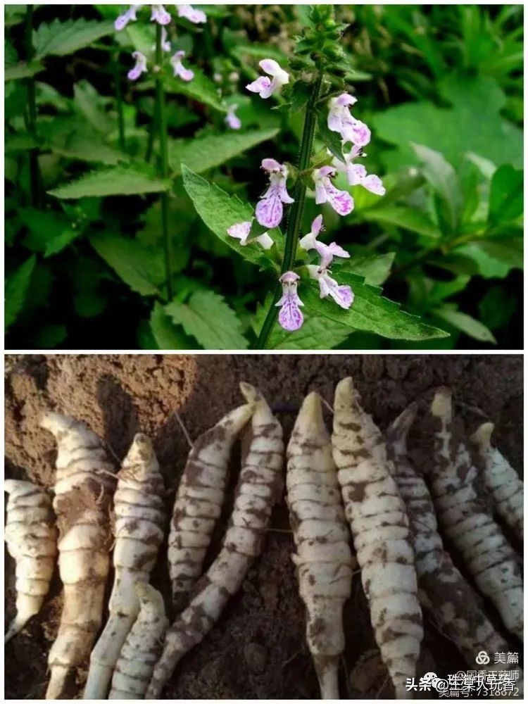 石家庄挖野菜攻略,挖野菜攻略