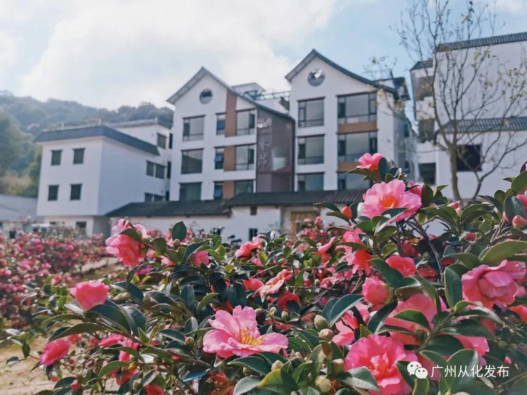 高山番薯广东广州从化地区的特产,哪个品种的番薯香甜软糯好吃