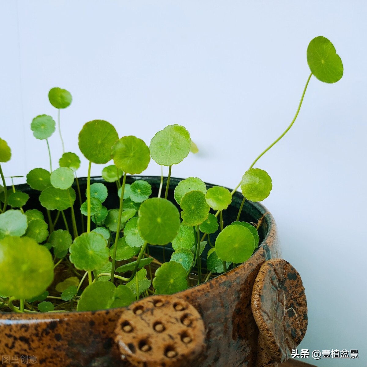 养花增加桃花运吗,养花增添乐趣