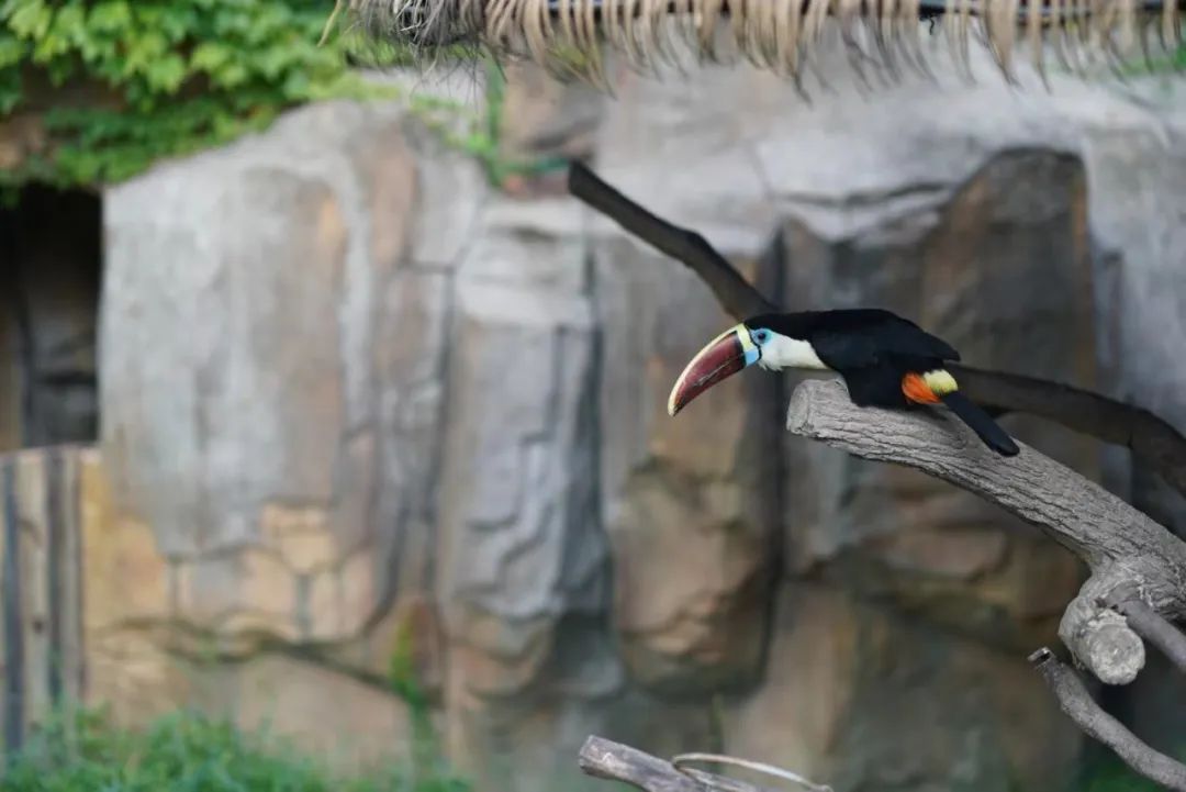 一月份去上海野生动物园和海洋馆,十一带大家去上海野生动物园玩