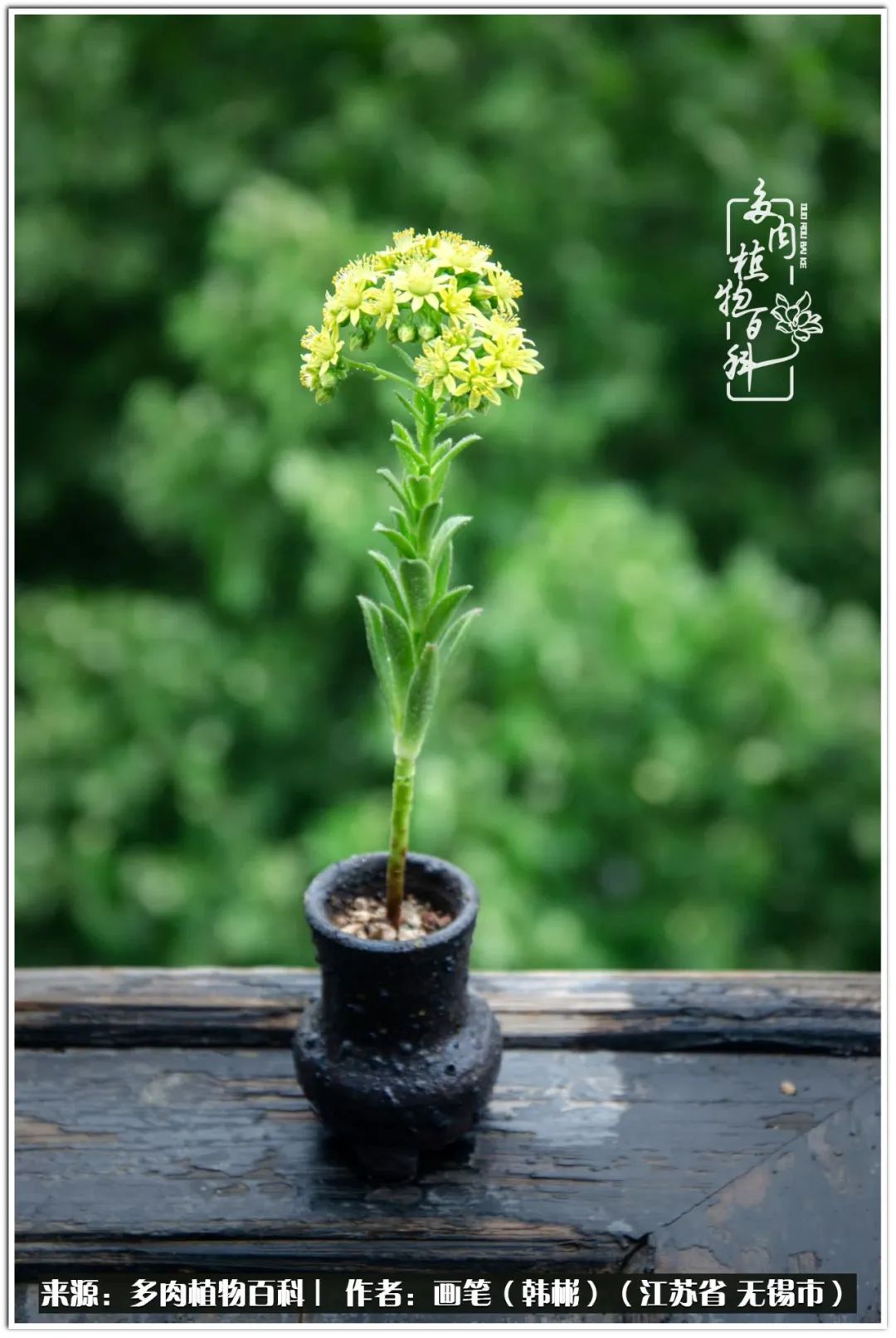 月满西楼别有一番滋味在心头,绿肥红瘦