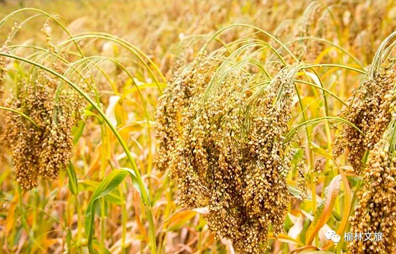 县长带你看榆林横山,卓荦不凡