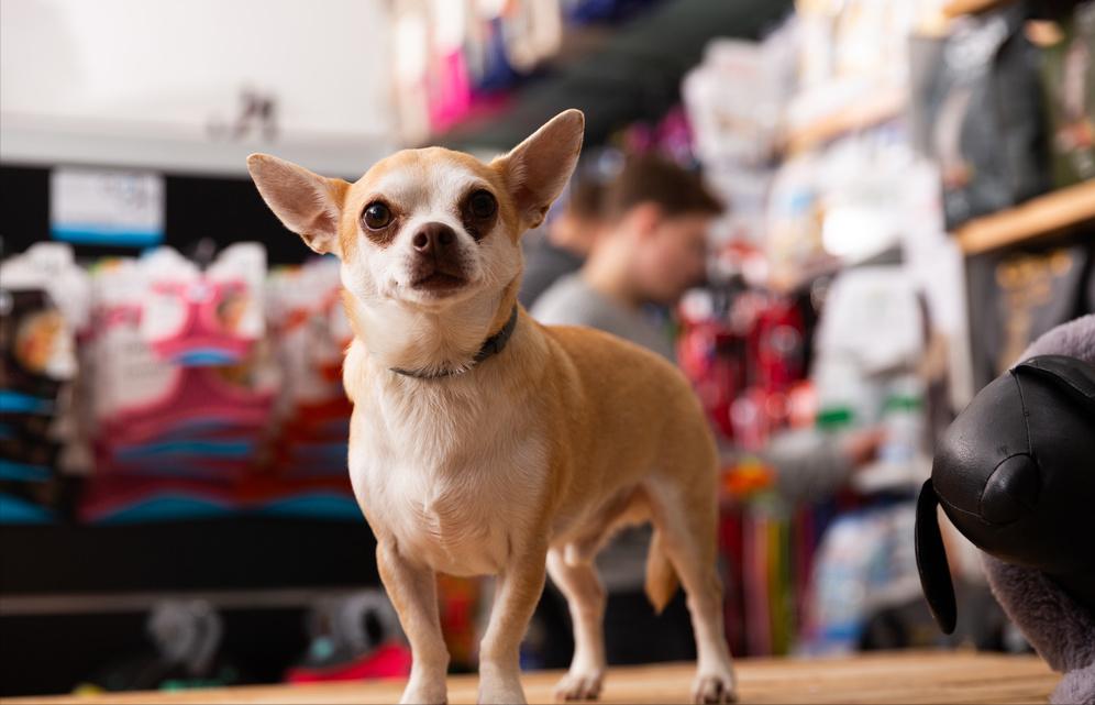 为什么大多数人都讨厌吉娃娃,为什么有的人讨厌吉娃娃