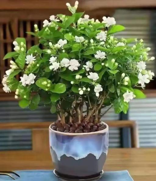 卧室盆栽一年四季都香,室内四季很香的盆栽