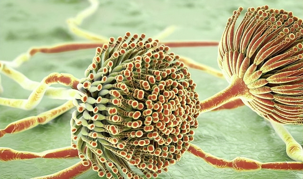 有少许发黄的大米吃起来会致癌吗,发黄的大米是毒大米能致癌吗