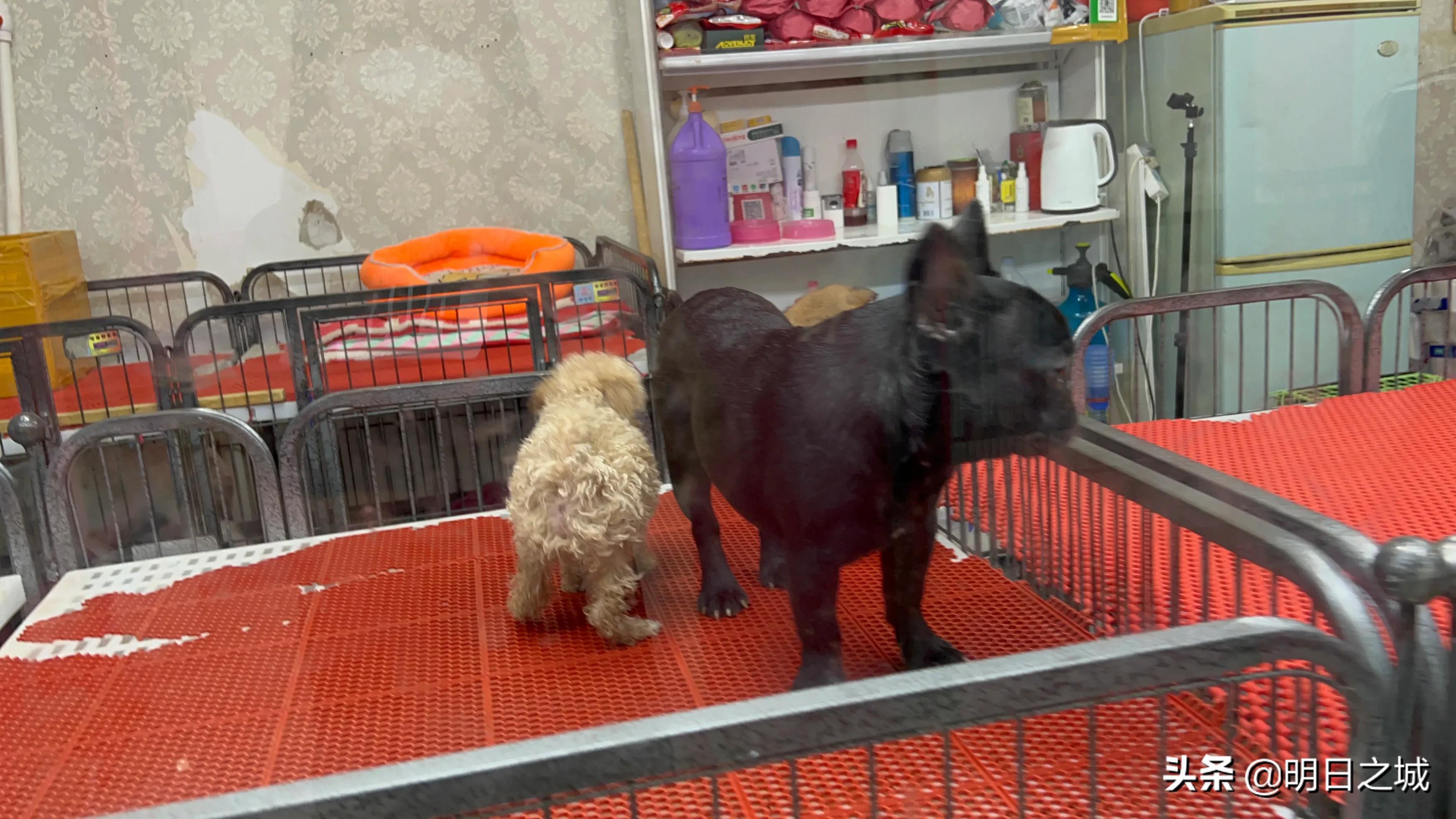 宠物猪长成300斤肥猪,两只宠物小乳猪