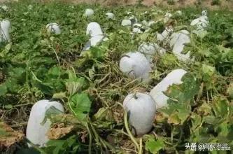 冬瓜种植管理技术五十字,种植高产黑皮冬瓜