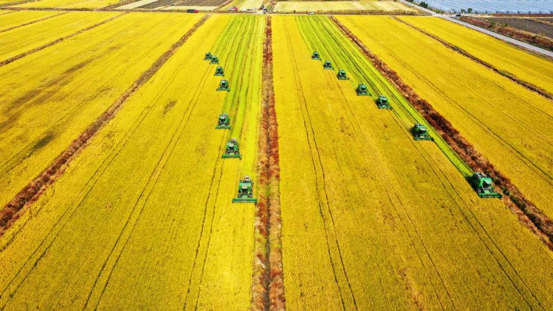 勇担历史使命深耕现代农业推动*党**的二十大精神在安徽农垦落地生根