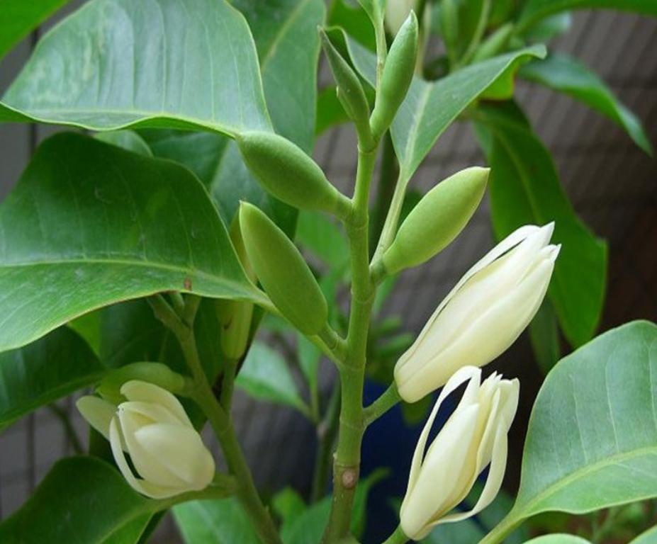 白兰花开花多有什么办法,白兰花什么时候开花是最佳时间