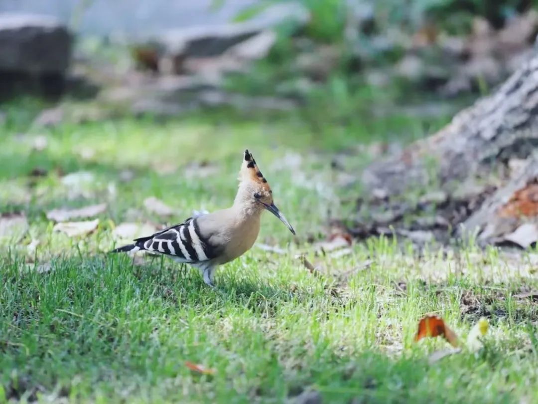 师大寻鸟记，这些小可爱，你都见过吗？