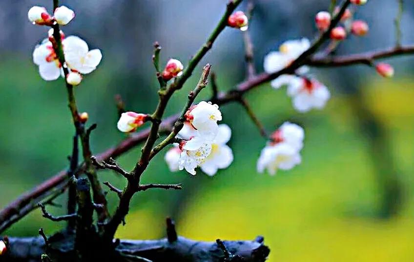 白梅蕴含的品格,白梅寓意