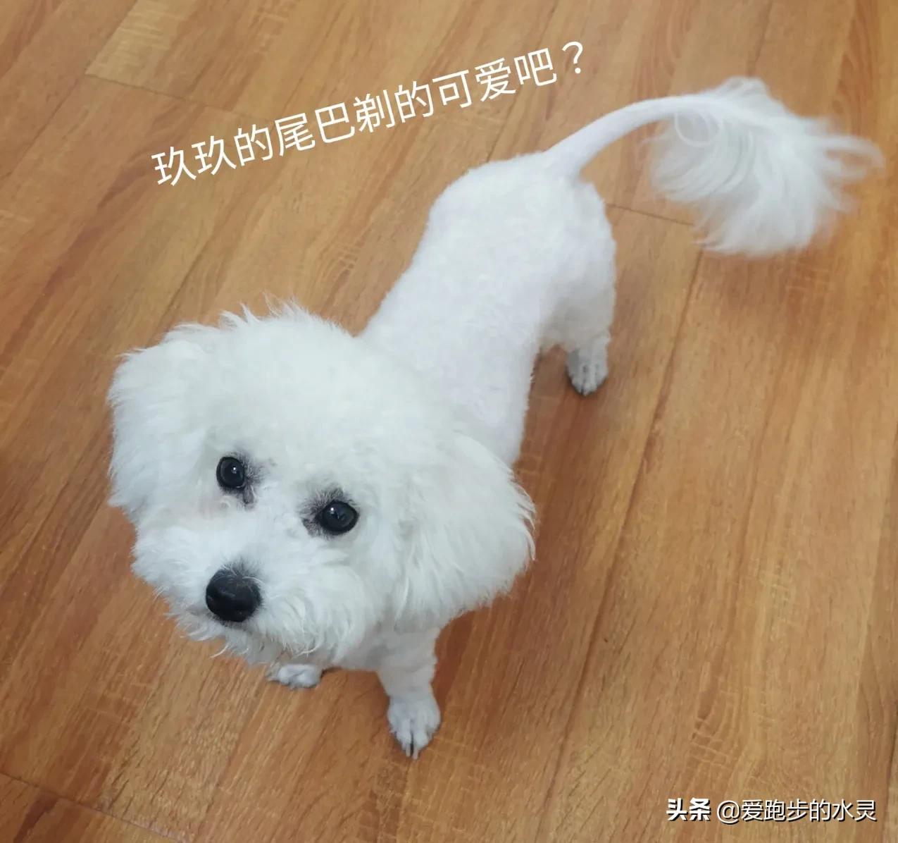 比熊犬的特点和爱好是什么,比熊犬好养吗适合陪伴孩子吗