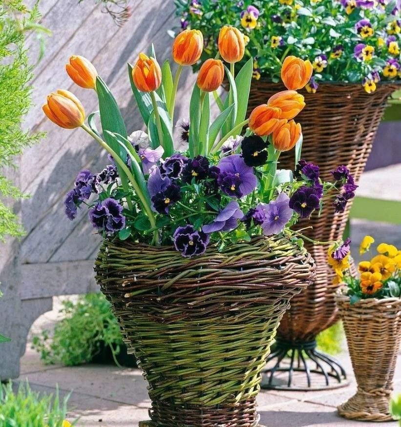 盆栽花卉在哪里买比较好,花卉市场购买盆栽避坑