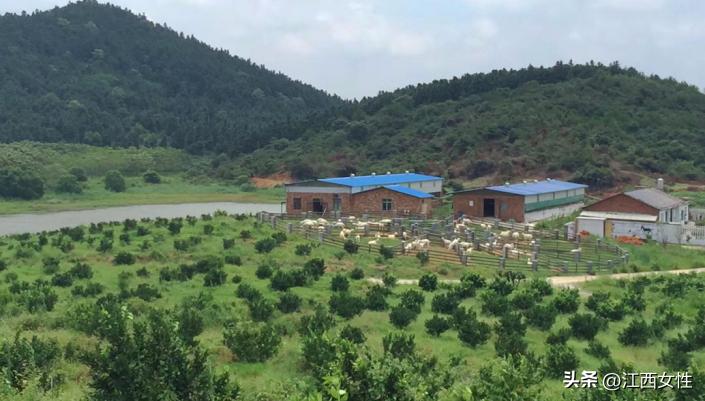 乡村振兴巾帼行动先进事迹,乡村振兴巾帼创新创业大赛