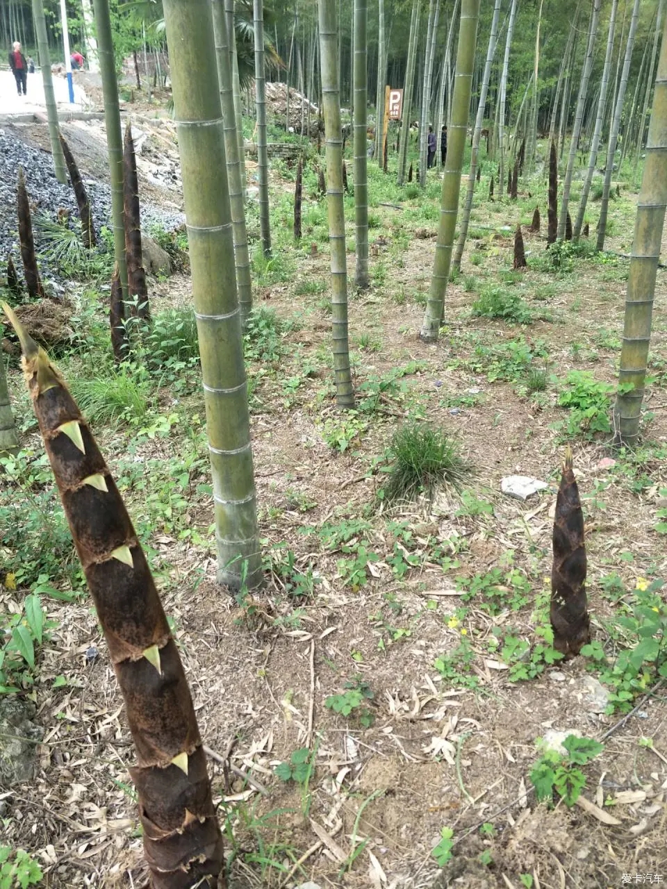 深山里的春笋怎么做,山里的野笋又肥又嫩又好吃