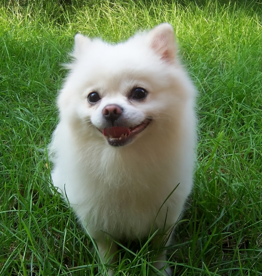 新手养博美要注意什么事项,养博美要注意哪些细节问题