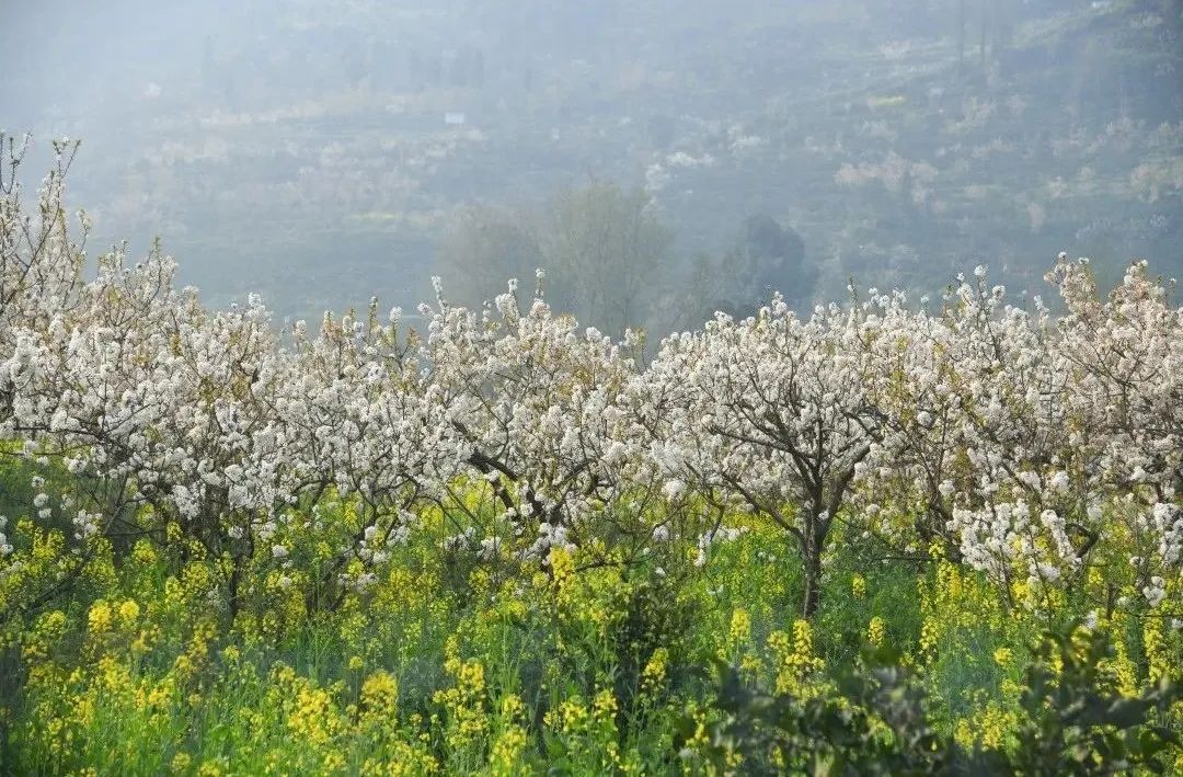 2024年蒲江樱花节,蒲江樱桃花节