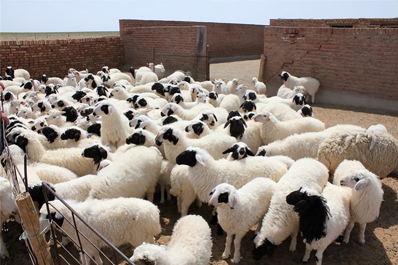 羊体表寄生虫有哪些？怎么治疗羊身上的蜱虫？养羊人必看