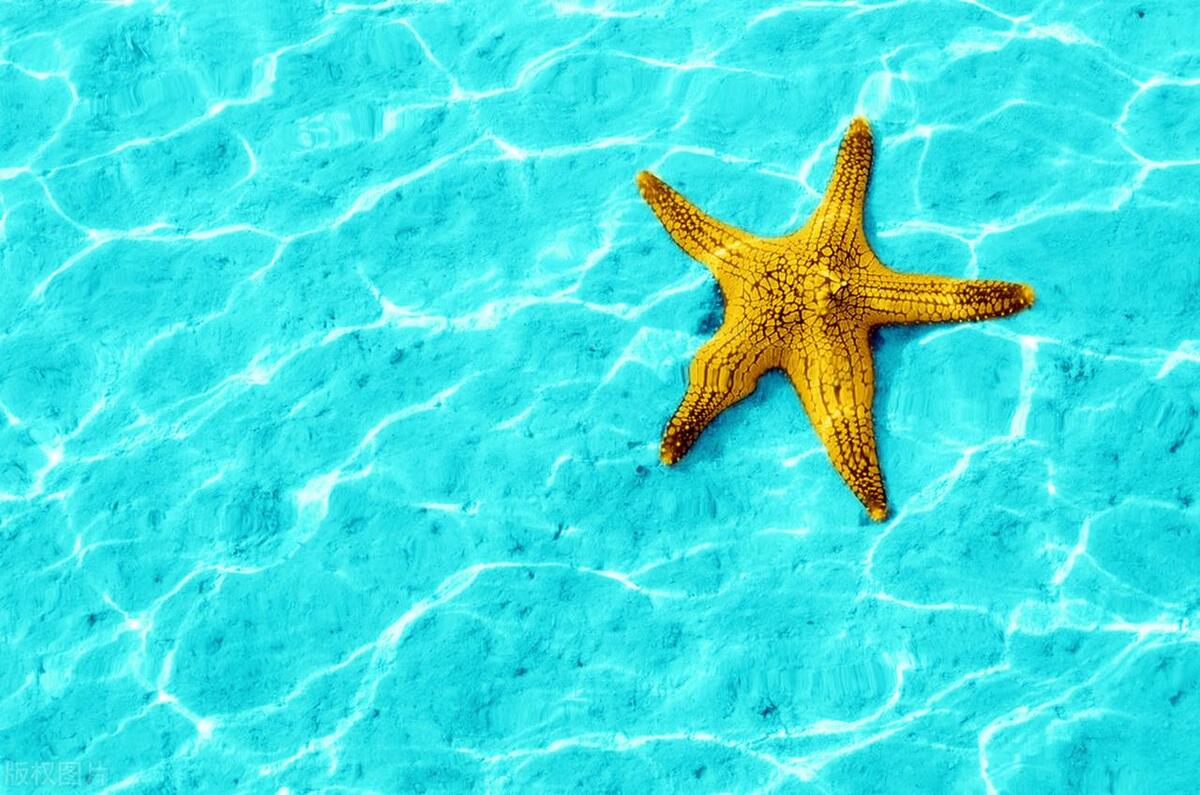 海星式的运营模式,海星模式创业项目