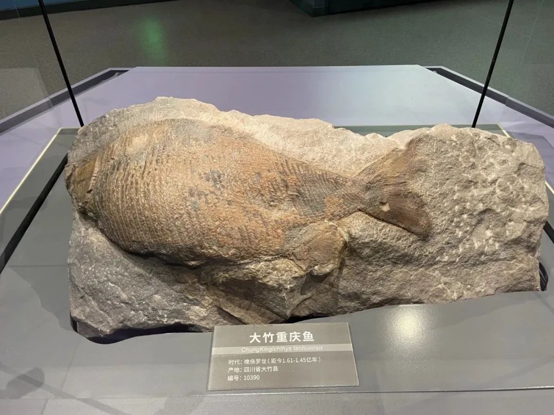成都自然博物馆游玩攻略预约,四川成都自然博物馆攻略