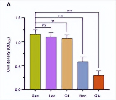 绿脓杆菌如何培养,绿脓杆菌做什么项目培养