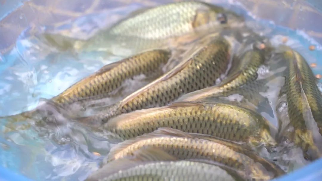 高山溪流冷水鱼怎么钓,山区冷水鱼养殖技术