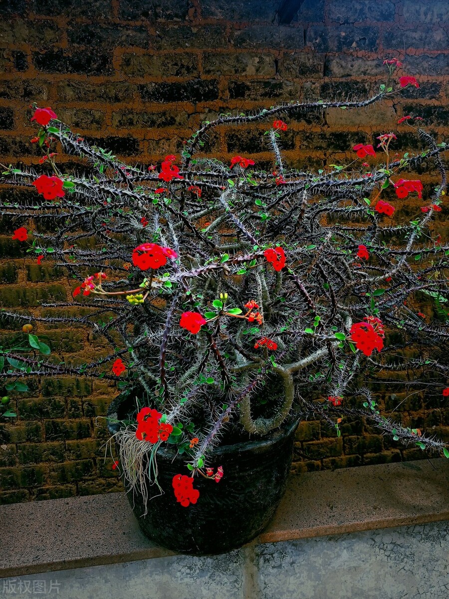 家里有什么花不能扔,家里最忌讳哪些花