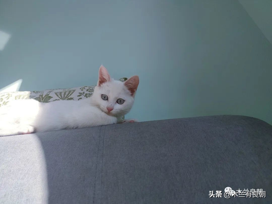 这回这妖精是真的要拆家了