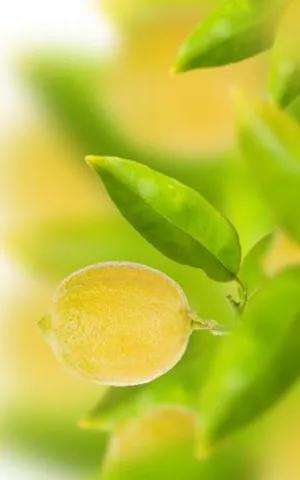 柠檬手机壁纸图片大全,柠檬高清壁纸4k全屏
